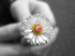 Small white flower Wallpaer