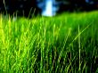 Green grass contrast Wallpaer