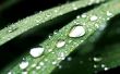 Dark green drops Wallpaer