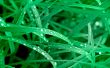 Vivid green leaves Wallpaer