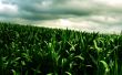 Green corn field Wallpaer