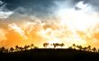 Sunlight over palms Wallpaer