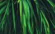 Dying wet leaves Wallpaer