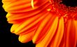 Orange flower petals Wallpaer