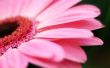 Pink flower petals Wallpaer
