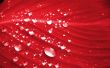 Water on a petal Wallpaer