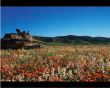 Tank in the field Wallpaer