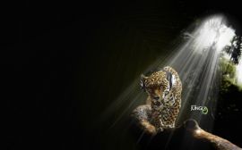 Leopard and music Wallpaper