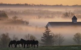Morning fog Wallpaper