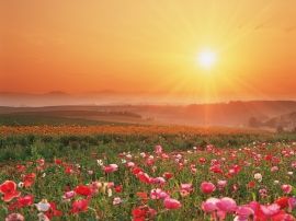 flower land Wallpaper