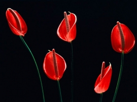 Red Tulip Flowers Wallpaper