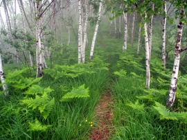 Misty Forest Wallpaper
