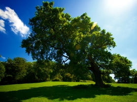 Denne Park Wallpaper