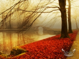 Foggy Autumn Wallpaper
