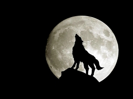 Full Moon Wolf Wallpaper