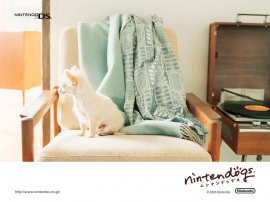 Little dog on chair Wallpaper