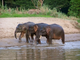 Baby Elephants Together Wallpaper