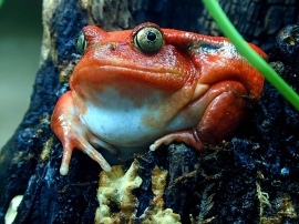 Fat Frog Wallpaper