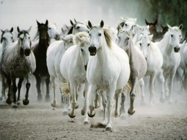 Beautiful Horses Wallpaper
