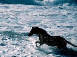 Horse Running in Water Wallpaper