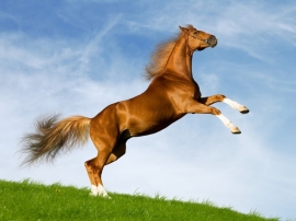 Bavarian Horse Wallpaper