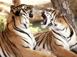 Bengal Tigers Wallpaper