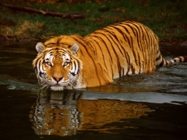 Big Tiger in Water Wallpaper