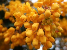 Beautiful Yellow Flowers Wallpaper
