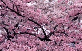 Pink Flowers Wallpaper