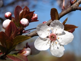 Plum Flowers Wallpaper