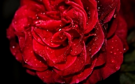Rose Covered from Dew Wallpaper
