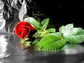 Fall Red Rose Wallpaper