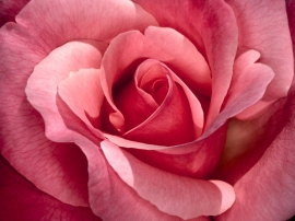 Pretty Pink Rose Wallpaper