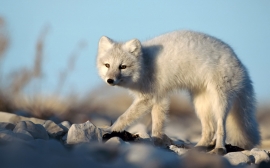 Artic Fox Wallpaper