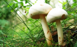 Mushrooms Wallpaper