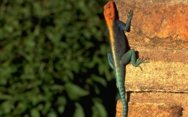 Red Headed Rock Agama Wallpaper