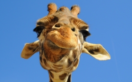 Funny Giraffe Wallpaper