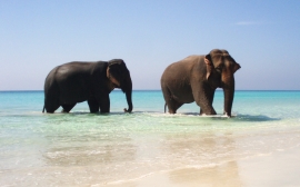 Elephants in Paradise Wallpaper