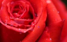A Fresh Rose Wallpaper