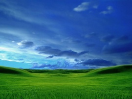Longhorn field 2 Wallpaper