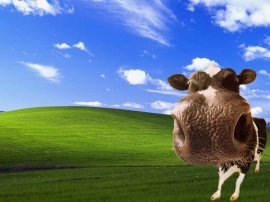 Cow bliss Wallpaper