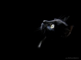 Black cat head Wallpaper