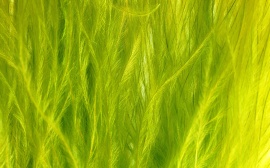 Raw Plumes Wallpaper