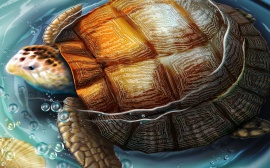Pool Turtle Wallpaper