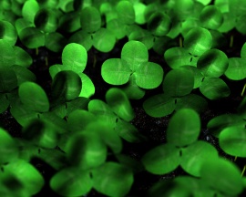 Green Clover Wallpaper