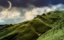 Plantation Wallpaper