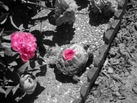 Petal on Turtle Wallpaper
