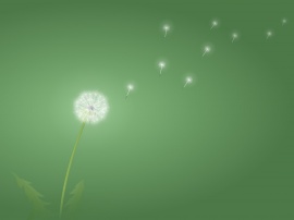 Dandelion Wallpaper