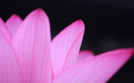 Lotus Cup Wallpaper