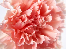 Macro Carnation Wallpaper